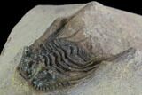 Spiny Leonaspis Trilobite From Morocco #98596-4